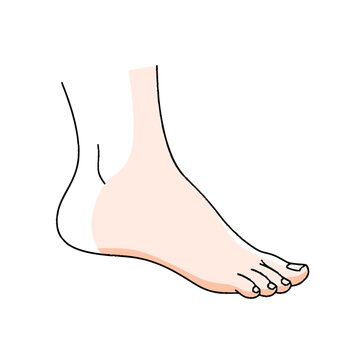 Human Bare Foot Anatomy Illustration.