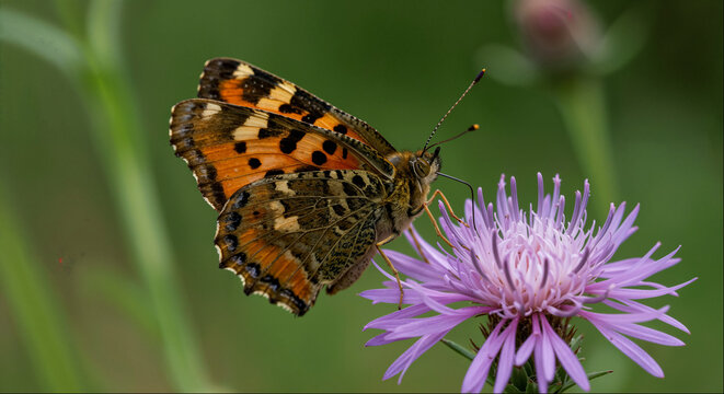 Painted lady butterfly resting on purple knapweed flower in meadow