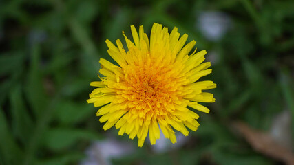 Detailed macro shot of a bright yellow Taraxacum officinale flower head in a spring meadow © shufilm