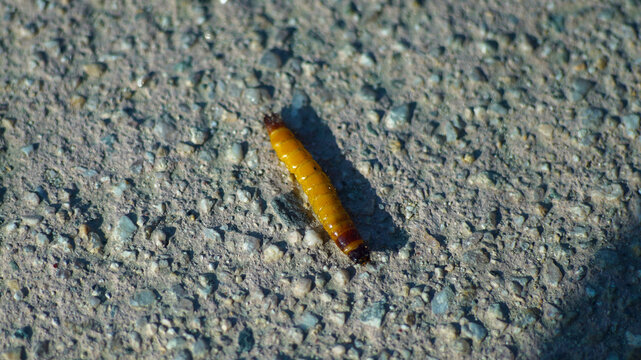 Macro photograph of a wireworm on asphalt