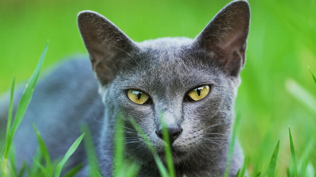 Korat cat exploring grassy field bright eyes natural setting gentle light minimalistic composition tranquil mood