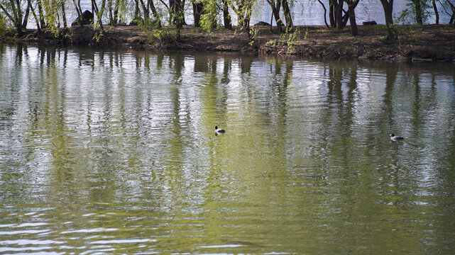 Wide shot of two black ducks swimming on a calm pond with tree reflections on the water surface