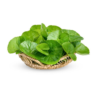 Centella asiatica, Asiatic Pennywort isolated on transparent background (.PNG)