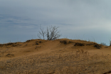 Naklejka premium Saskatchewan sand dunes in the spring