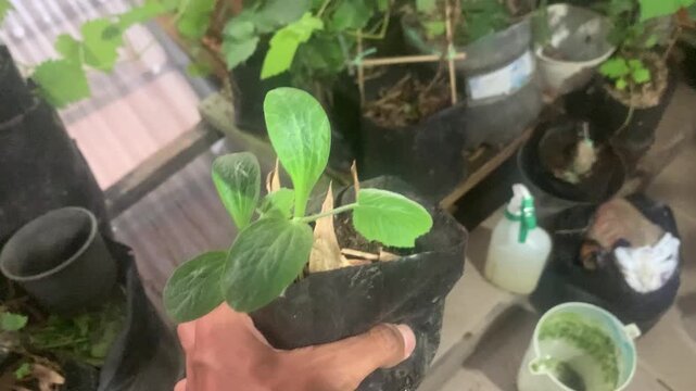plant pot leaf isolated nature growth garden gardening seedling flower