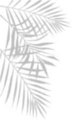 Tropical Palm Leaf Shadow © AbdulGofururrohim