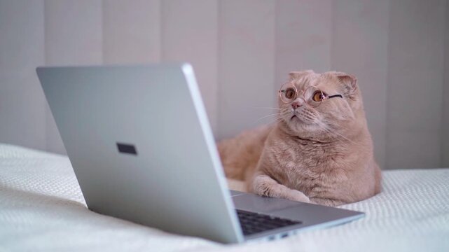 Cat wearing glasses using laptop indoors for humorous content, distant education, online courses promotion,  remote work theme, cat reading on laptop