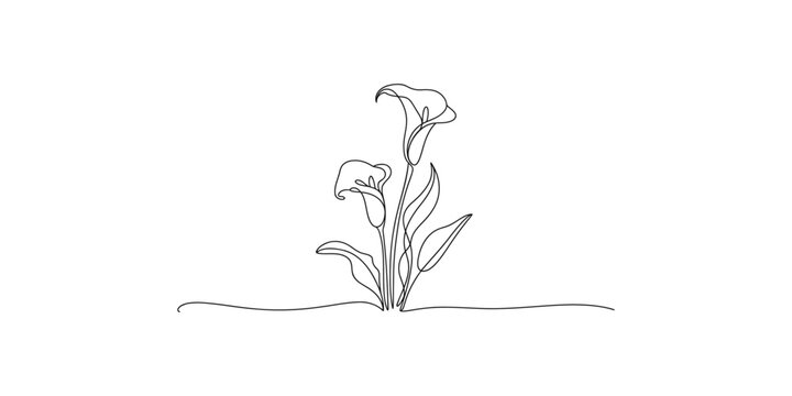 A minimalist line drawing of calla lilies growing in the ground with leaves and stems on a white background