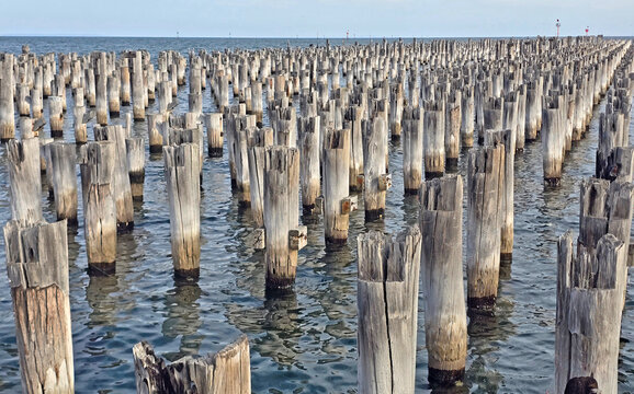 Rows of weathered wooden pilings standing in the calm ocean water under a clear sky
