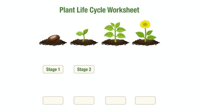 Plant life cycle worksheet with seed, sprout, plant, and flower stages. Educational printable for kids to match growth stages, ideal for classroom activities, homeschooling, science lessons, learning