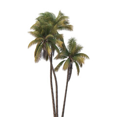 Obraz premium Two lush tropical palm trees isolated on transparent background for cut out PNG garden design