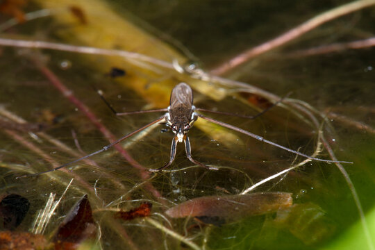 The common pond skater, Gerris lacustris on the water.  Head on surrounded by weed and algae