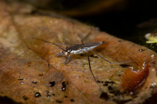 The common pond skater, Gerris lacustris on the water.  Floating above a dead leaf