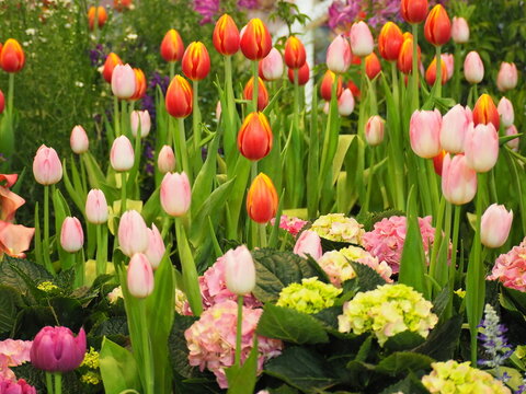 Tulips and hydrangeas in exhibition room. Tulipa hybrids produce cup-shaped in orange with yellow edges, pale pink. Hydrangea macrophylla forms rounded clusters in both pink, greenish-yellow colors.
