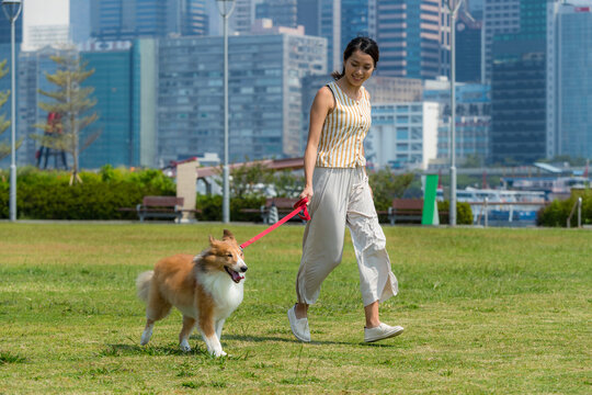 Pet owner walking border collie dog in green park outdoors