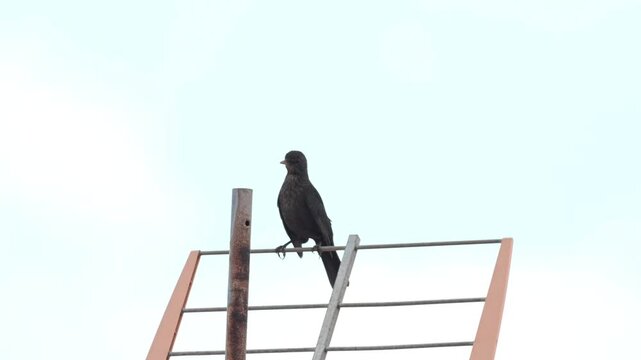 Bird perched on TV antenna urban rooftop behaviour natural droppings Tenerife