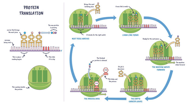 Protein translation illustrated, ribosome reads mRNA as tRNA delivers amino acids, building a polypeptide chain, key objects, ribosome, mRNA, tRNA.