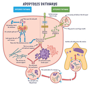 Apoptosis pathways intrinsic and extrinsic show programmed cell death via mitochondrion leak and death receptor activation, key objects, mitochondrion, death receptor, caspases.