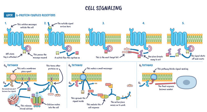 Cell signaling GPCR pathways illustrated, a membrane receptor activates G proteins and second messengers, explaining Gq, Gs, Gi steps. Key objects, GPCR receptor, cell membrane, G protein.