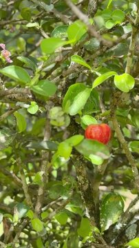 Vertical 4K handheld reveal of ripe red acerola cherries on a lush tropical bush
