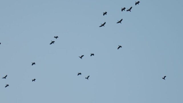 Birds in flight across empty sky creating abstract movement and peaceful natural environment