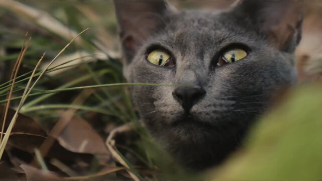 Close up Korat cat moving slowly with elegant steps and focused expression in warm natural environment