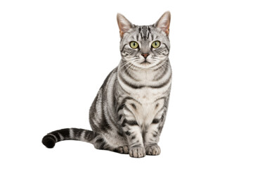 American Shorthair silver tabby cat sitting gracefully on a clean white background, featuring striking striped coat, bright green eyes, and a calm, friendly expression ideal for pet and animal-themed  © MJ iceberg