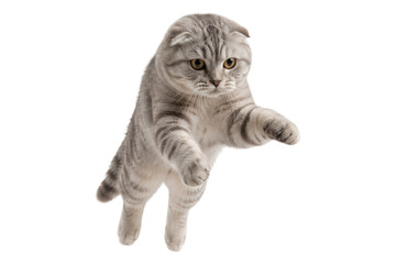 Adorable Scottish Fold cat jumping mid air with playful paws isolated on white background, capturing energetic feline motion © MJ iceberg