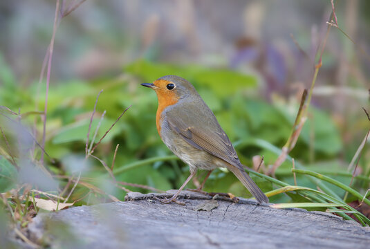European Robin (Erithacus rubecula) fluffed up on a branch, looking like a small round ball.
