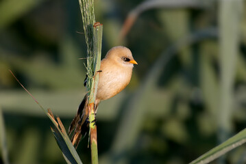 A young bearded tit on a reed in soft morning light © VOLODYMYR KUCHERENKO