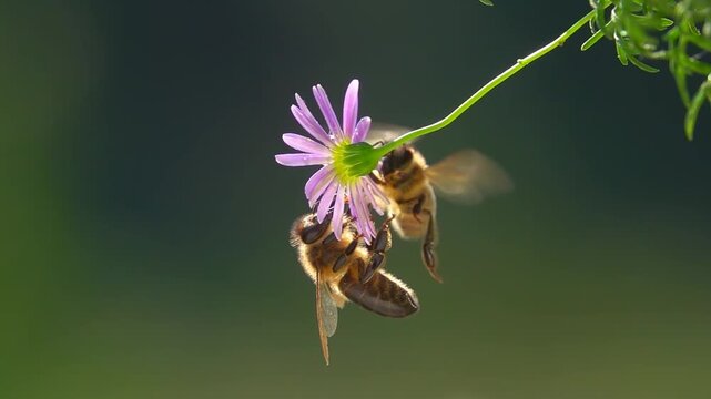 Bees, Flying on Flower. closeup view. Slow-motion. purple violet daisy flower
