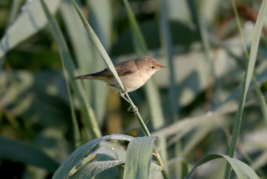 A Marsh Warbler (Acrocephalus palustris) perched on a thin branch, showcasing its greenish-brown upperparts.
