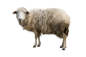 Dirty wool sheep isolated on white background, farm animal with muddy fleece texture and rustic rural character © MJ iceberg