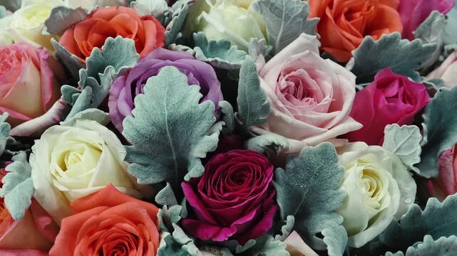Mixed rose Rosa and dusty miller Jacobaea maritima foliage rotating, luxury floral arrangement, backdrop for wedding or romantic event, slow motion