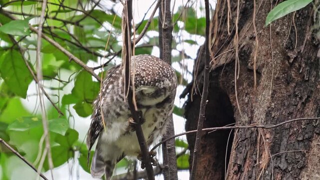 Spotted owl perched on branch near tree hollow, Strix occidentalis natural wildlife behavior in forest environment, bird of prey in wild habitat, animal documentary. Slow motion.