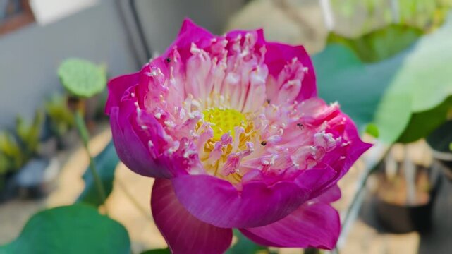 Purplish pink lotus flower and stingless bees
