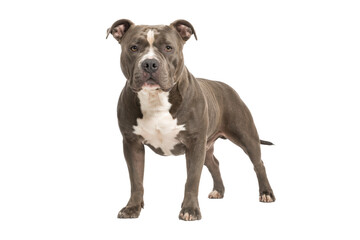 Fototapeta premium Strong and muscular American Pit Bull Terrier standing confidently on a clean white background, showcasing power, loyalty, and alert expression.