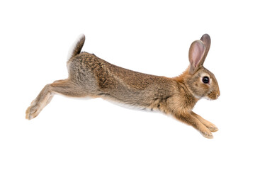 Brown rabbit leaping in mid air isolated on white background, capturing speed, agility, and natural motion in wildlife action © MJ iceberg