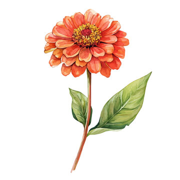 watercolor of Zinnia Branch graphic, isolated on a white background.