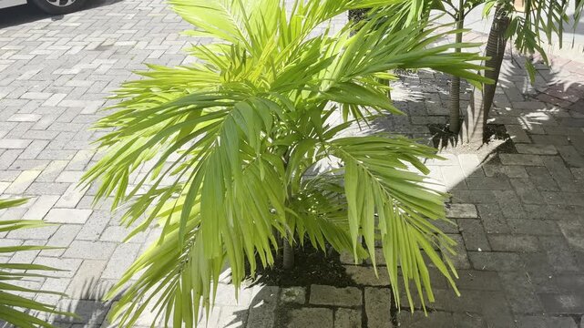 Close-up of Vibrant Green and Yellow Areca Palm Leaves