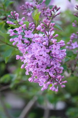 Obraz premium lilac, a purple tree that grows on lilacs 