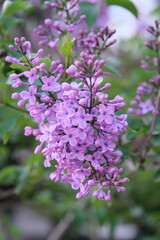 Obraz premium lilac, a purple tree that grows on lilacs 