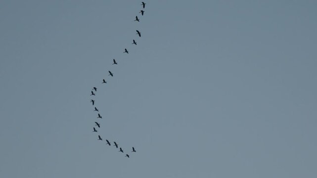 Silhouettes of birds flying in sky with gentle motion simple composition and tranquil outdoor scene