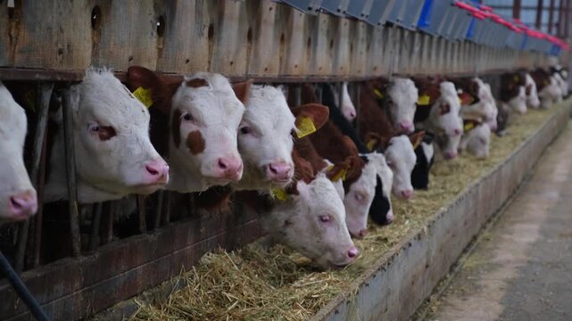 Row of calves feeding from individual troughs inside a dairy farm. Organized feeding system with buckets and equipment, illustrating modern livestock farming, animal care and agricultural production.