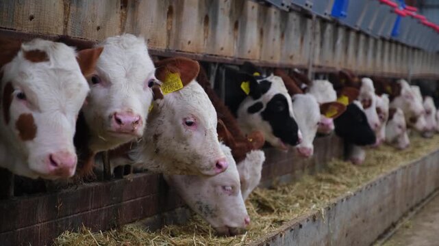 Row of calves feeding from individual troughs inside a dairy farm. Organized feeding system with buckets and equipment, illustrating modern livestock farming, animal care and agricultural production.