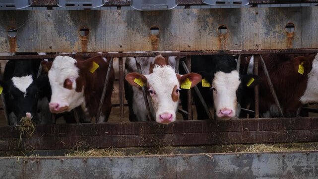 Row of calves feeding from individual troughs inside a dairy farm. Organized feeding system with buckets and equipment, illustrating modern livestock farming, animal care and agricultural production.