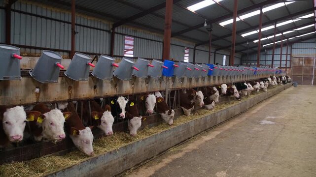 Row of calves feeding from individual troughs inside a dairy farm. Organized feeding system with buckets and equipment, illustrating modern livestock farming, animal care and agricultural production.