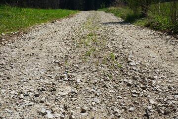Kruszywo rozsypane na leśnej drodze w celu utwardzania nawierzchni. Kamienie tworzą stabilną warstwę poprawiającą przejazd i trwałość trasy w lesie. © Adam