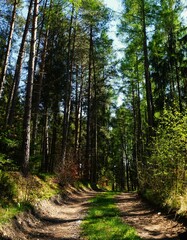 Leśna ścieżka otoczona wysokimi drzewami, gdzie gęsty cień przykrywa cały teren. Spokojne, chłodne wnętrze lasu z naturalnym światłem przebijającym przez korony drzew. © Adam