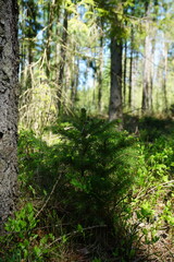 Zacieniony fragment lasu, gdzie mały świerk rośnie tuż obok dużego drzewa. Gęsta roślinność i brak światła tworzą spokojny, chłodny leśny klimat. © Adam